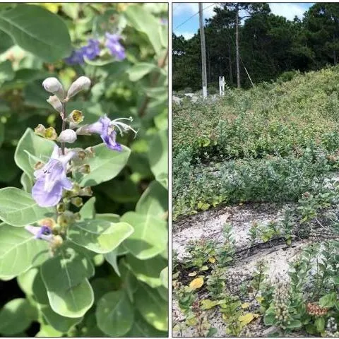 thumbnail for publication: The UF/IFAS Assessment of Nonnative Plants in Florida's Natural Areas: History, Purpose, and Use